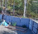 Корги на Сахалине прогнал медведя, который воровал у дачника гнилые груши