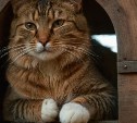 Гороскоп на 31 июля: у Близнецов попросят совета, а Ракам следует быть осторожнее с людьми