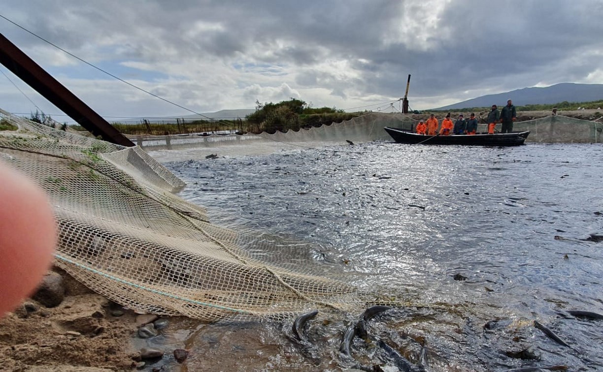На Итурупе рыбоводы построили искусственные лагуны для разведения лососей