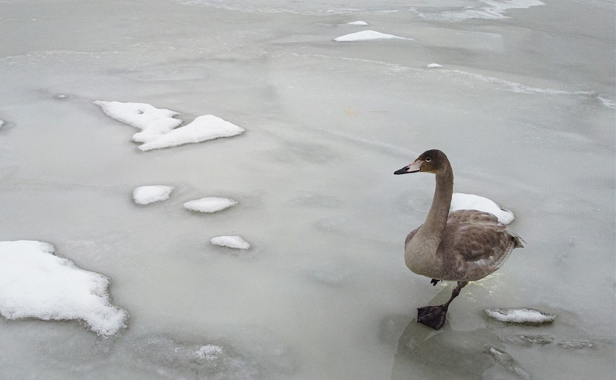 Жителей Углегорска просят помочь спасти хромого лебедя 
