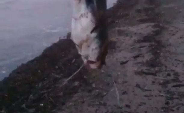"Может, он импортный?": сахалинцы обсуждают в сети пойманного в море сома