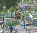 Засаду на медведя устроили в районе старого кладбища в Холмске