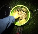 Что открывает большой отлив: сахалинец ночью собрал два ведра вкуснейших морепродуктов