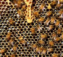 Семья сахалинских пчеловодов нацелились ещё на пять «дальневосточных гектаров»