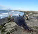 На Кунашире найден погибший кит