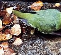 Зелёный японский голубь поселился в сахалинском детсаду "Лесная сказка"