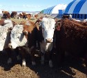На Сахалине создают программу развития мясного скотоводства 