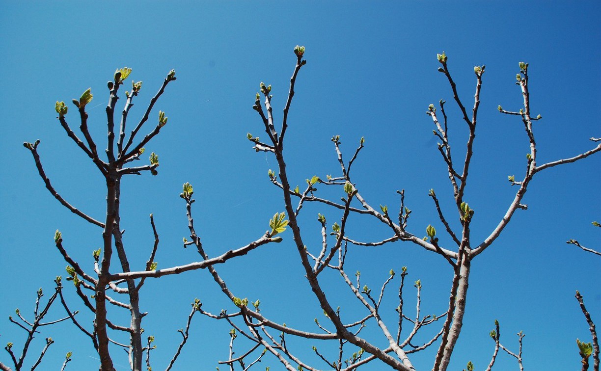 Воздух на юге Сахалина прогреется до +3°