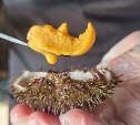 Ученые оценили состояние сахарины японской и морского ежа в заливе Анива
