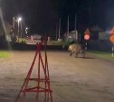 "Так и будет помойки патрулировать?": бесстрашный медведь на Итурупе прогулялся по селу