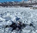 Стая косаток застряла во льдах между Хоккайдо и Кунаширом