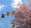 Южносахалинцев зовут сделать "Шаг к здоровью" в городском парке