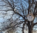 Огромный "козинак" и домик со съедобной крышей: сахалинские малыши учатся подкармливать птиц