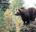 Медведь вышел к смотровой площадке на Сахалине