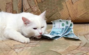 Общество
