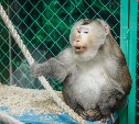 Обезьянок в сахалинском зоопарке накормят сладостями