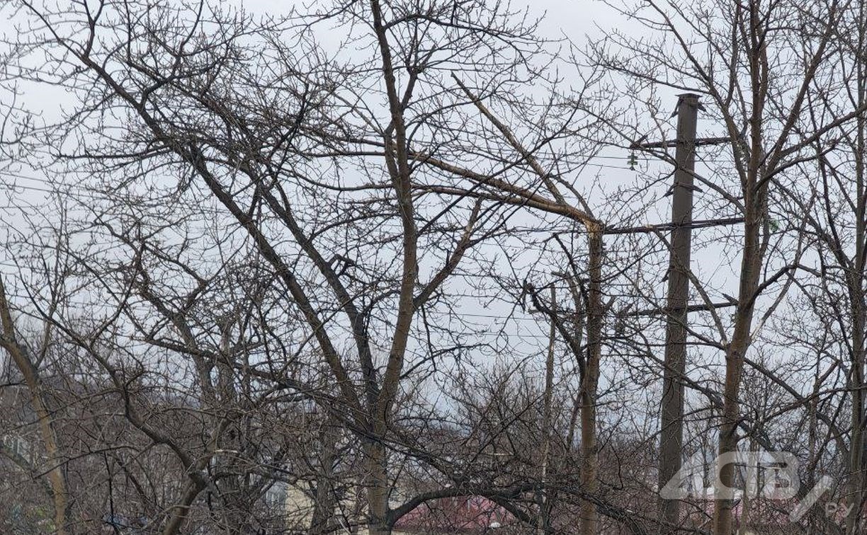 Надломленная крона тополя опасно свисает над тротуаром в Южно-Сахалинске