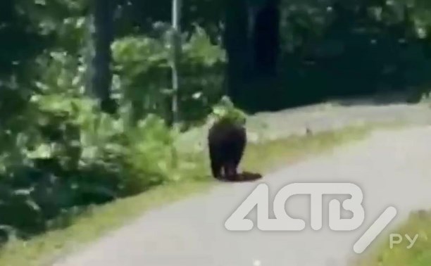 Медведь вышел на дорожку возле  "Санты" в Южно-Сахалинске