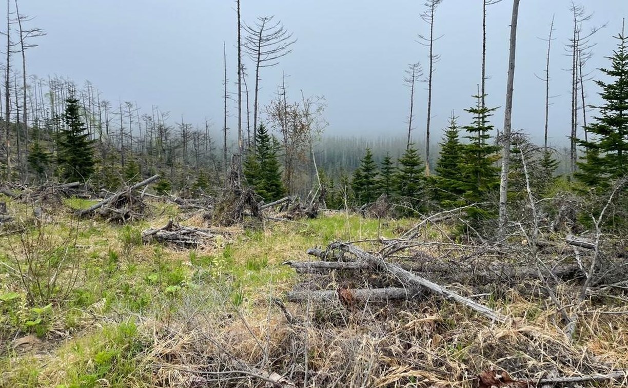 Сахалинец подрядился восстанавливать лес и присвоил почти полмиллиона рублей