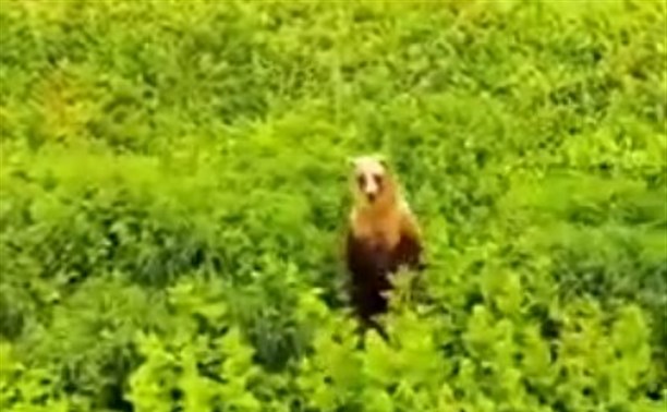 Медведь на Итурупе испугался дрона туристов и неуклюже убежал в траву