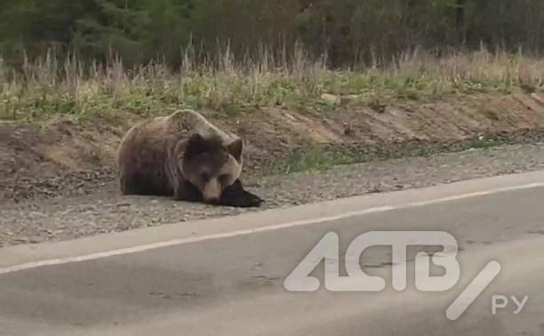 Напавший на автомобиль медведь прикидывался "котиком" на Сахалине