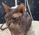 Кот породы сфинкс, которого выкинули на мороз на Сахалине, умер от сердечного приступа