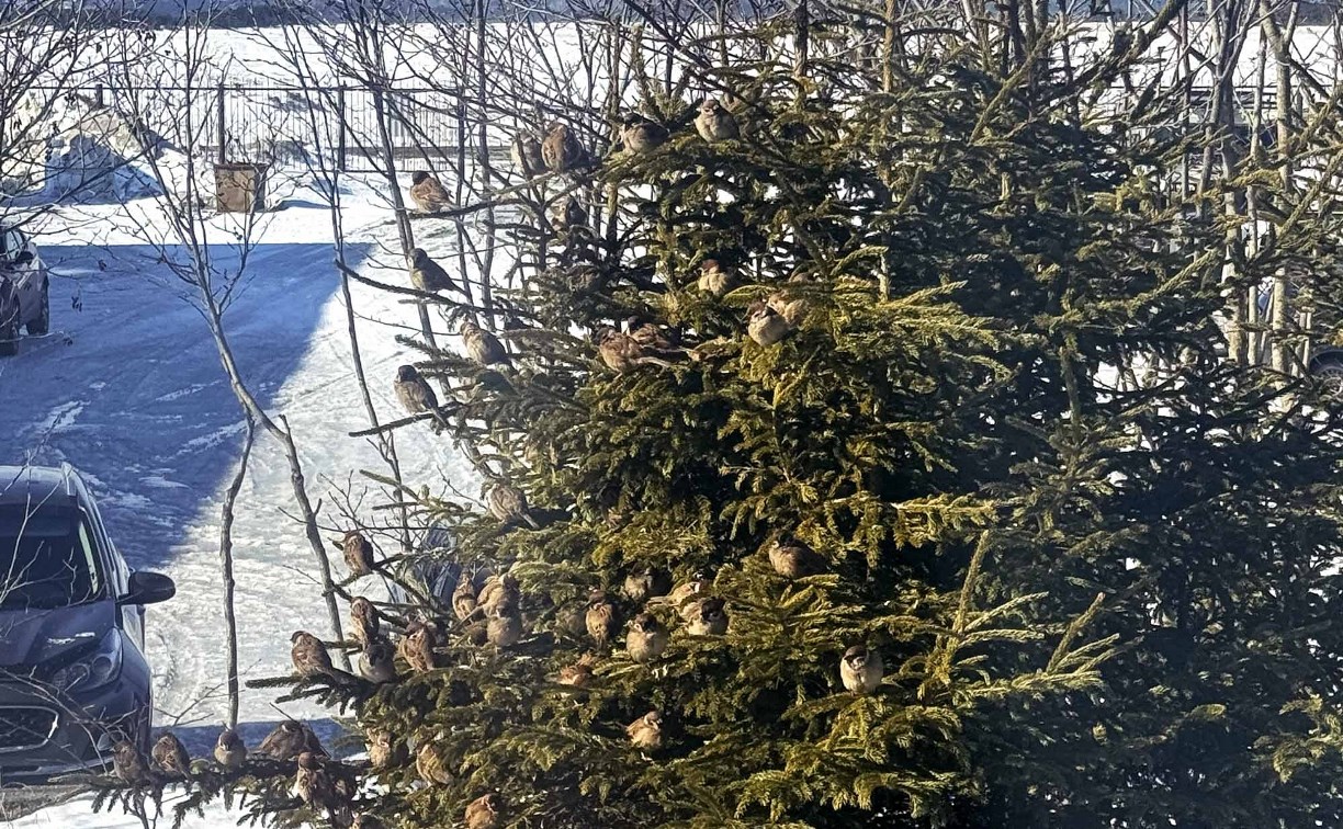 Воробьев становится меньше: тревожные итоги переписи на Кунашире