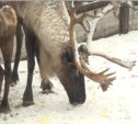 День рождения Деда Мороза отметили в Сахалинском зооботаническом парке