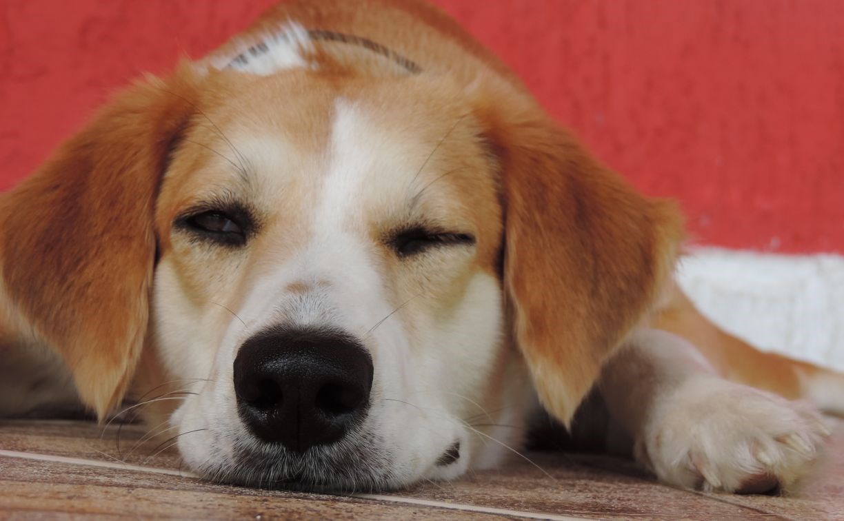 Учёные рассказали о разработке вакцины против аллергии на собак
