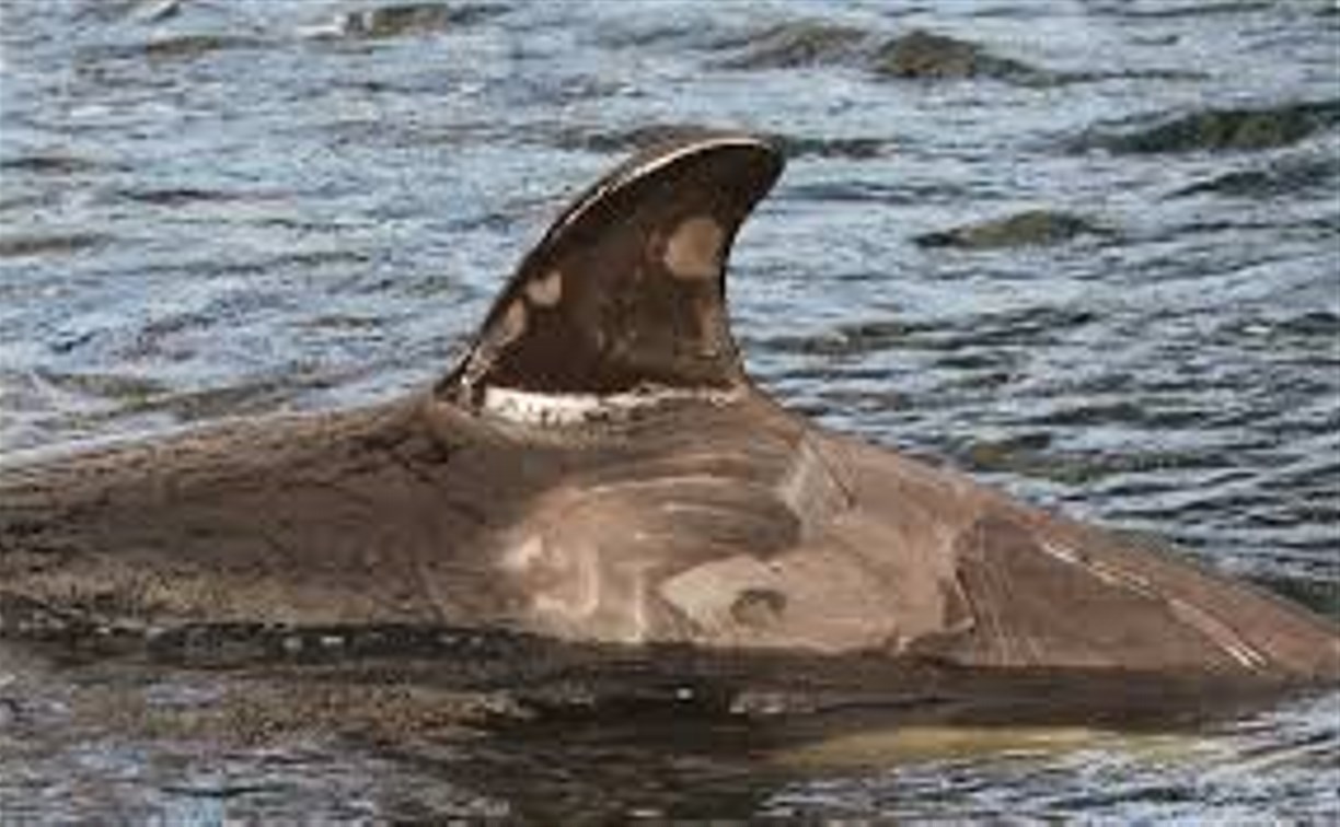 Некоторых косаток из "китовой тюрьмы" могут отправить в дельфинарии