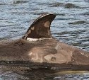 Некоторых косаток из "китовой тюрьмы" могут отправить в дельфинарии