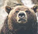 Лесничие не нашли следов медведя в районе "Санты" в Южно-Сахалинске