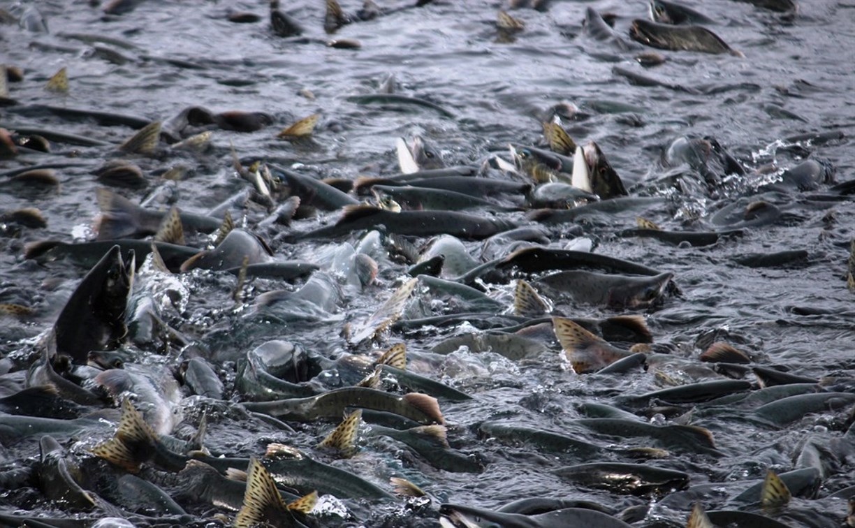 Ученые спрогнозировали уловы лососей на Дальнем Востоке в объеме более 500 тысяч тонн