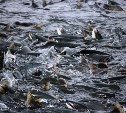 Ученые спрогнозировали уловы лососей на Дальнем Востоке в объеме более 500 тысяч тонн