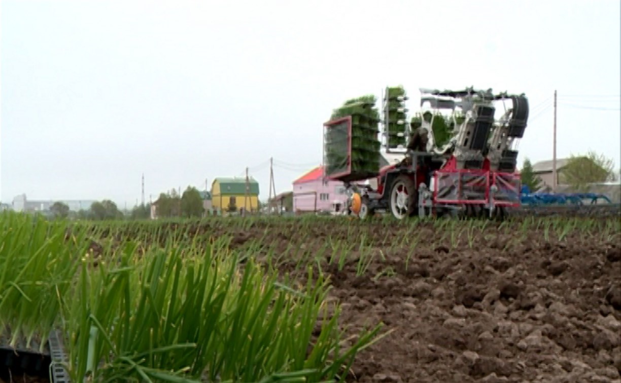 Репчатый лук по японской технологии выращивают на Сахалине