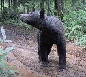 Подтянут и красив: перед фотоловушкой на Крильоне продефилировал медведь