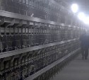 Яйца от птицефабрики "Островной" вернутся на прилавок в ноябре 