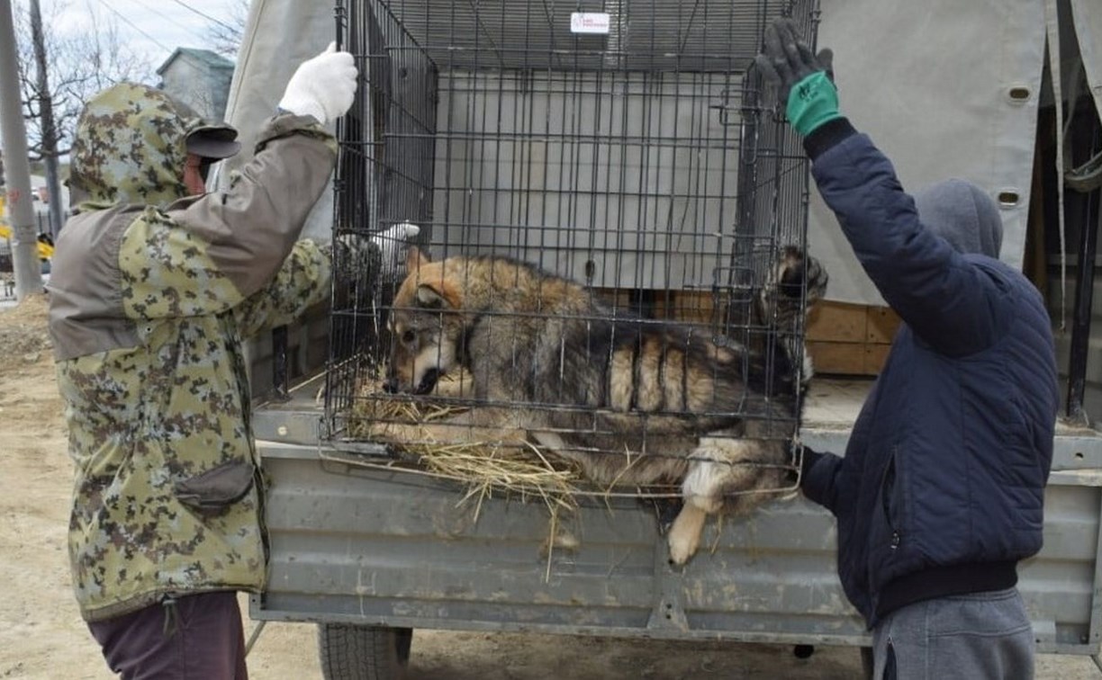 Свыше 700 бездомных собак отловили в Корсаковском районе