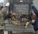 Свыше 700 бездомных собак отловили в Корсаковском районе