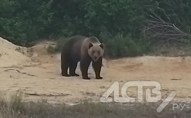 Огромные медведи-вегетарианцы вышли к дороге на севере Сахалина