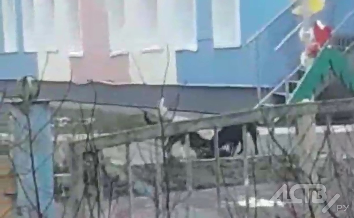 Двух собак, которые разорвали кошку у детсада в Южно-Сахалинске, отловили