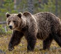 Медведь в Поронайском районе продолжает держать в страхе два села 