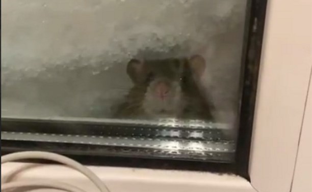 Крыса постучалась в засыпанное снегом окно к сахалинцам