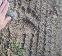 Медвежьи следы обнаружили сахалинцы на дорожке в Мицулёвке