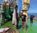 Тунцов-гигантов выловили рыбаки у берегов Курил