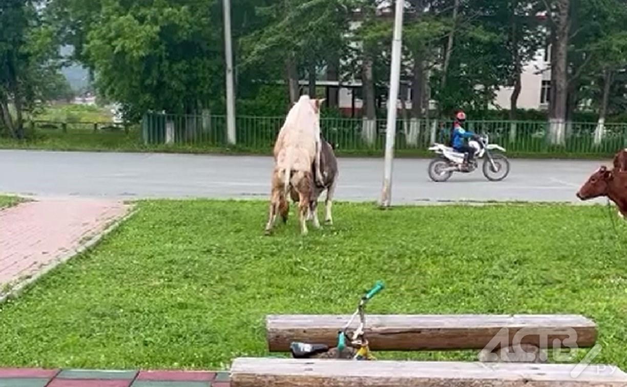 Коровы в Березняках оккупировали детские площадки