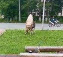 Коровы в Березняках оккупировали детские площадки