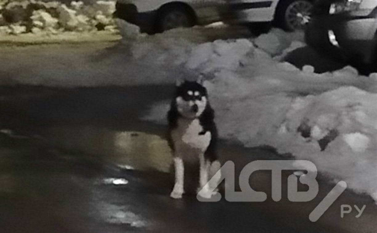 "А если бы ребёнок оказался на моём месте?": в Охе агрессивный пёс искусал мужчину