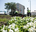 В Южно-Сахалинске высажено уже более 320 тысяч цветов
