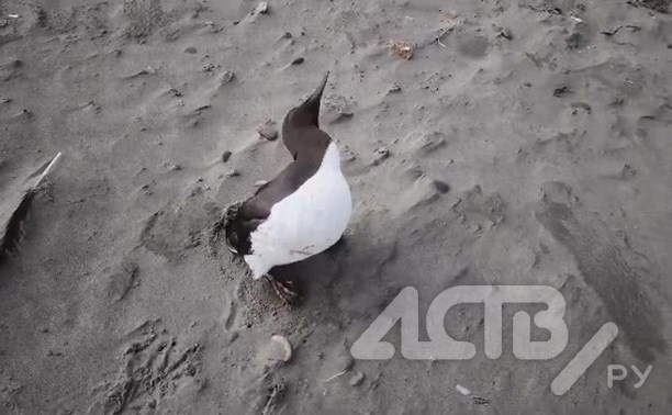 Сахалинец обнаружил на побережье мёртвых птиц - одна из них была ещё жива и вела себя странно